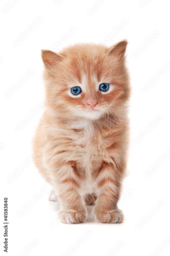 ginger kitty with blue eyes