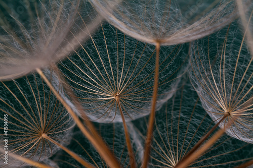 Dandilions shot against a green background photo