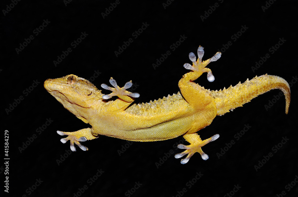 Fototapeta premium portait of gecko on dark background