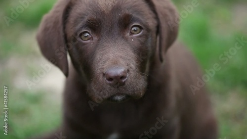 chocolate labrador is watching
