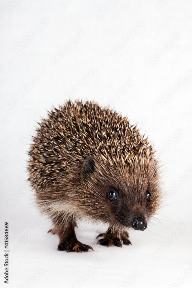 cute little hedgehog. cute little hedgehog.