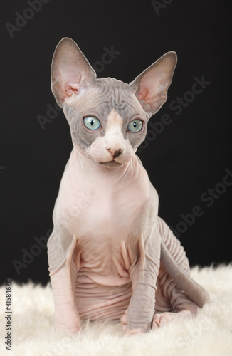 Sphynx kitten © Birute Vijeikiene