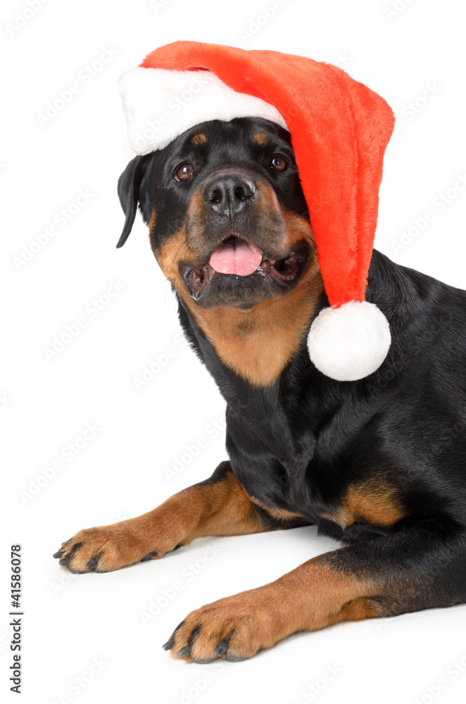 Obraz premium Santa Rottweiler