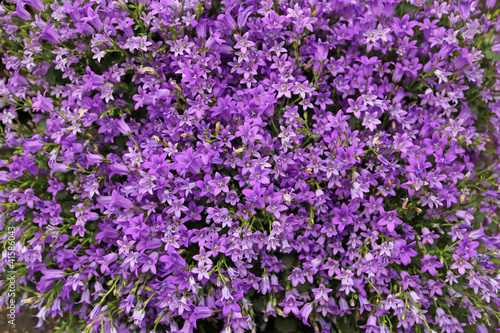 Blue Campanula flower or bellflowers