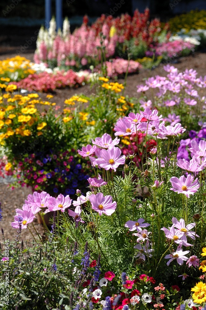 Garten mit bunten Blumen