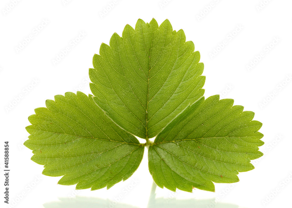 green strawberry leaf isolated on white green strawberry leaf isolated on white