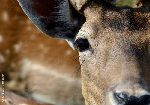 deer