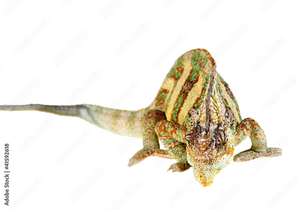 Fototapeta premium yemen chameleon of