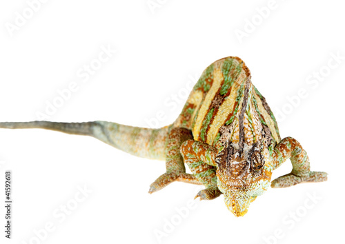 yemen chameleon of