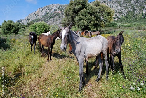 Wild horses in the mountains near Casares © Arena Photo UK