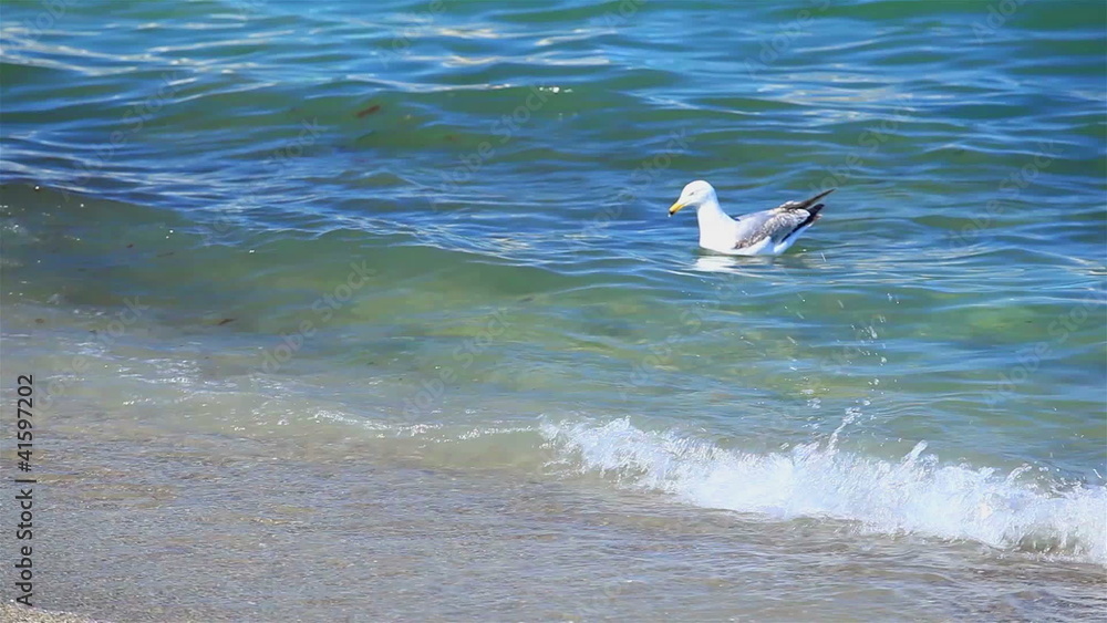 The seagull floats in sea waves The seagull floats in sea waves