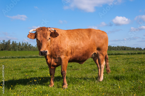 Brown cow with horns posing in a typical Dutch landscape