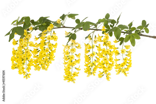 Papier peint Laburnum