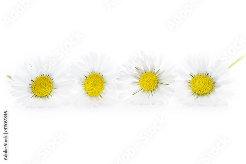 common english lawn daisies studio shot