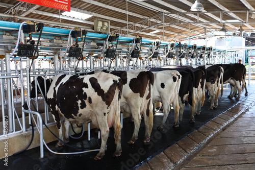 Cow milking facility