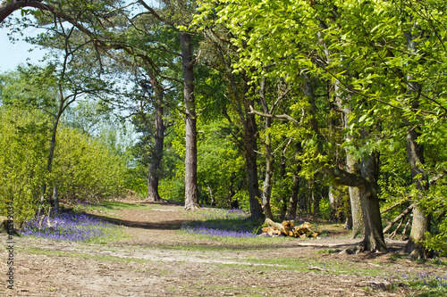 Bluebells in Woodland Clearing