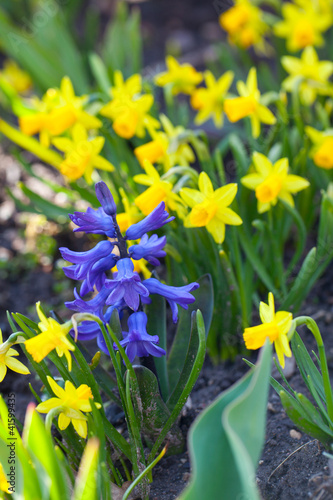 Fototapeta Naklejka Na Ścianę i Meble -  narcissus and hyacinth flowers