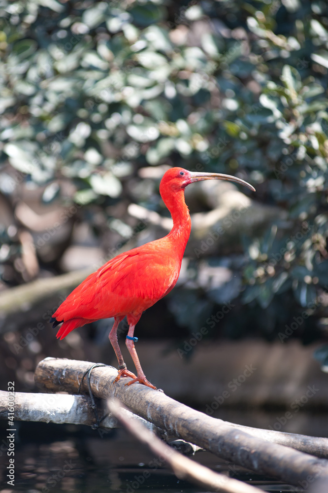 Fototapeta premium Scarlet ibis bird. Eudocimus ruber.