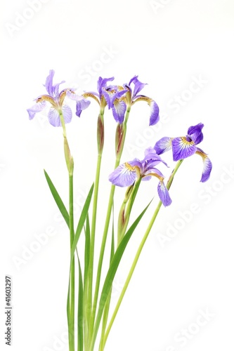 Fototapeta Naklejka Na Ścianę i Meble -  アヤメ