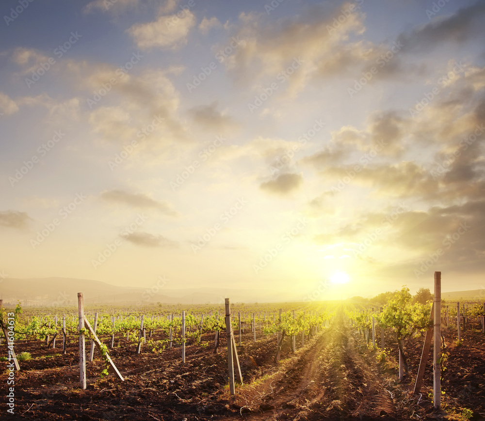 Obraz premium vineyard