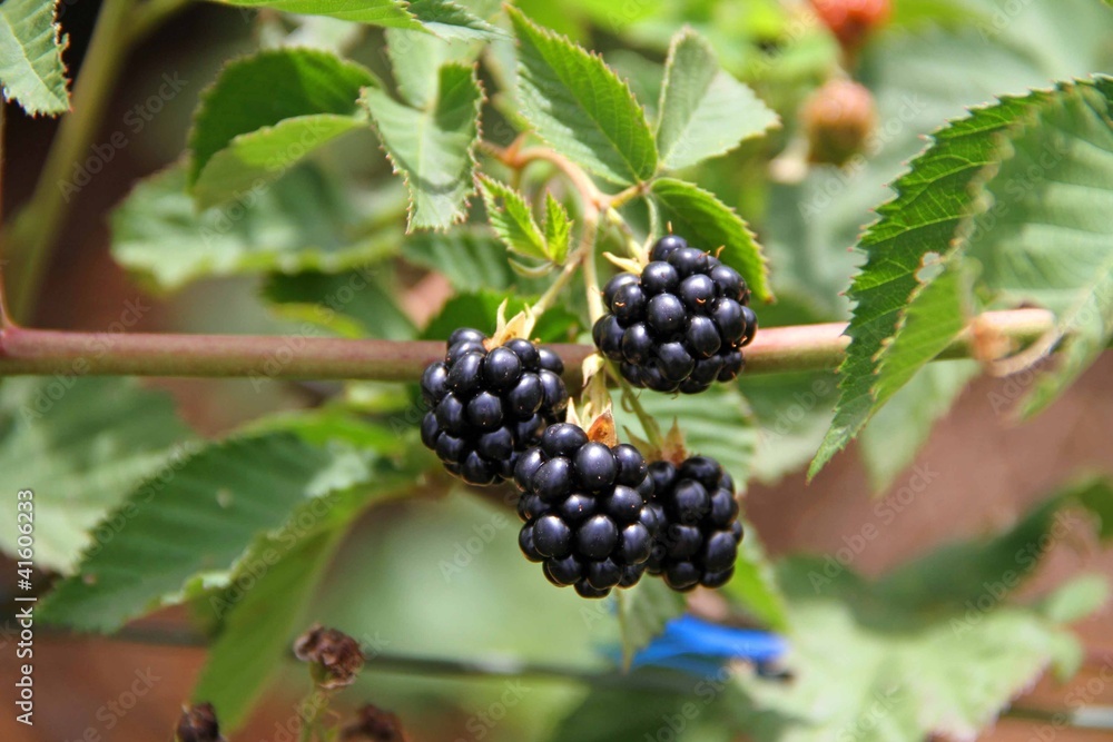 Blackberries on Tree Blackberries on Tree