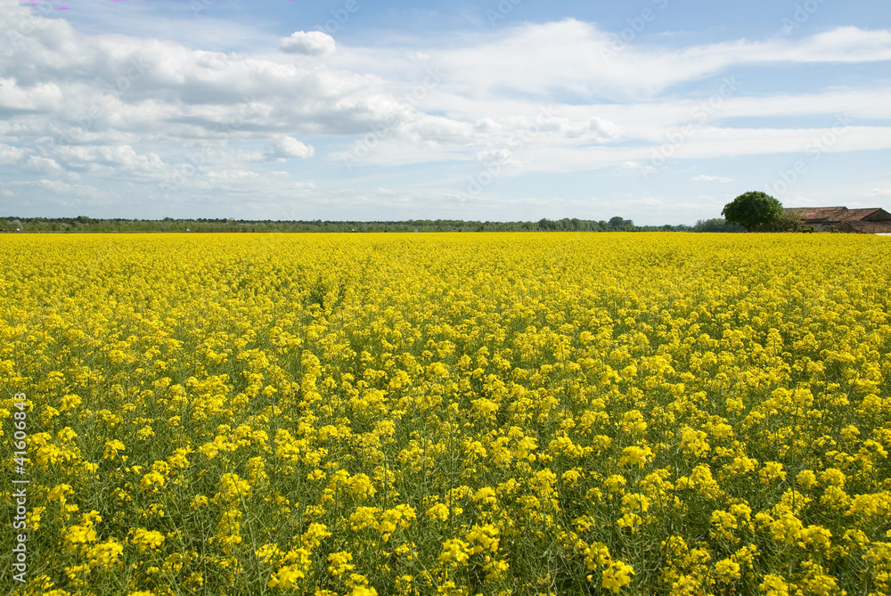 Padana plain near Ravenna, rapeseed field Padana plain near Ravenna, rapeseed field