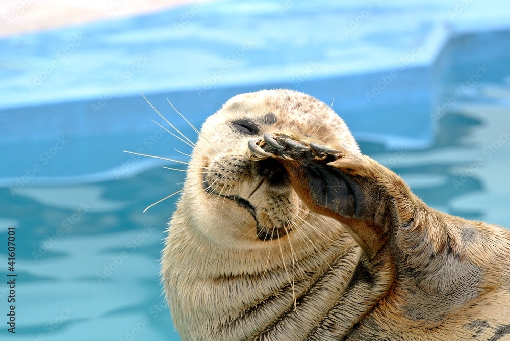 Fototapeta premium 照れるゴマフアザラシ