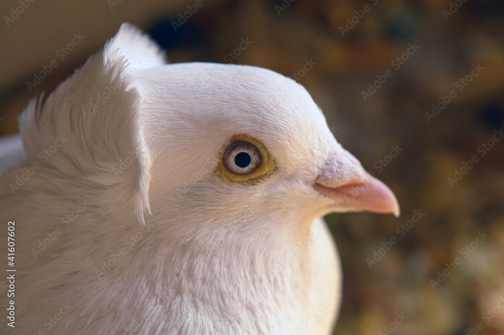 Obraz premium dove