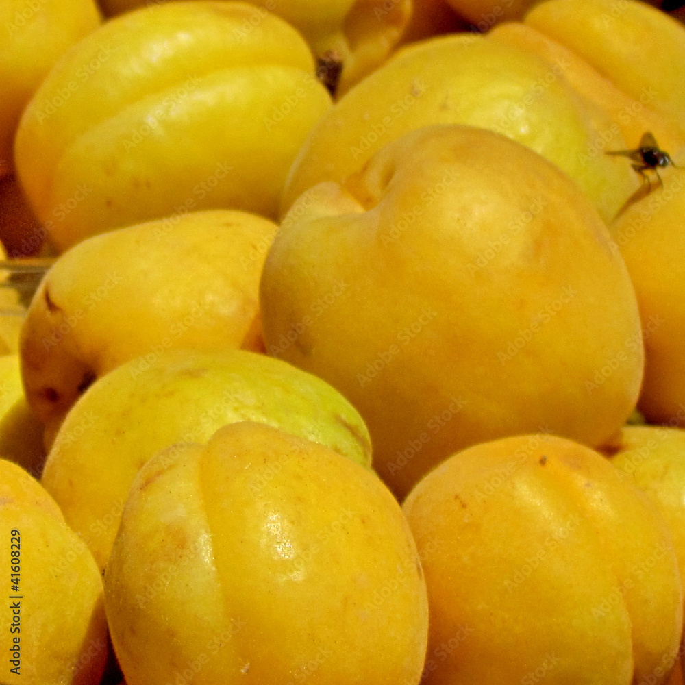 Tel Aviv large apricots 2012