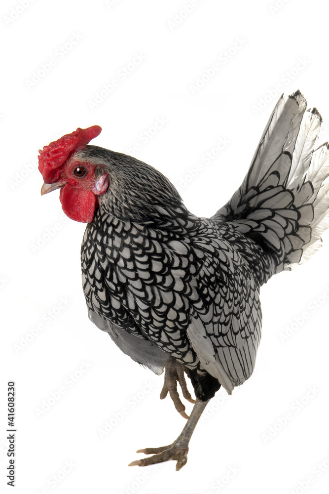 Fototapeta premium cock