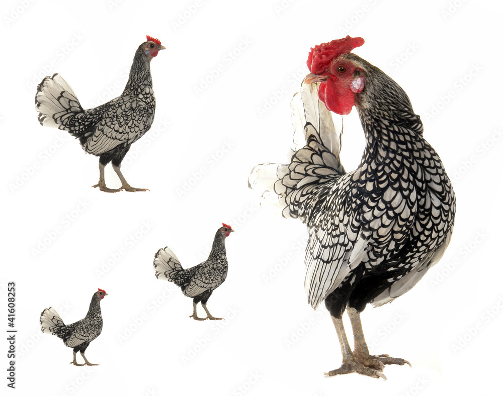 Fototapeta premium cock and hen