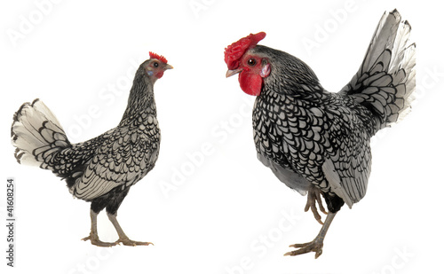 cock and  hen