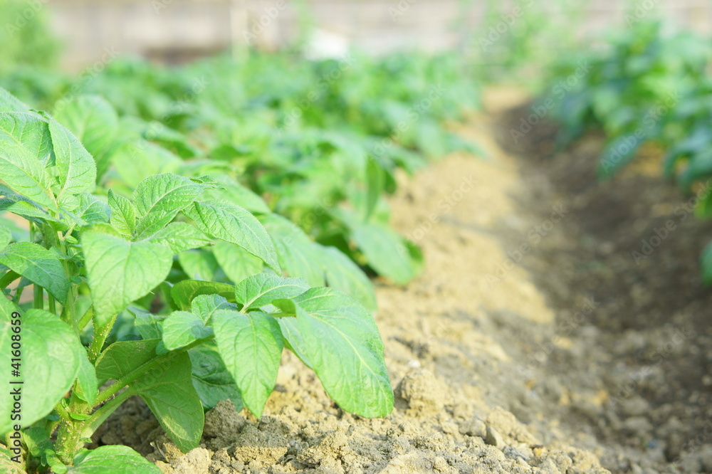 Obraz premium じゃがいもの芽