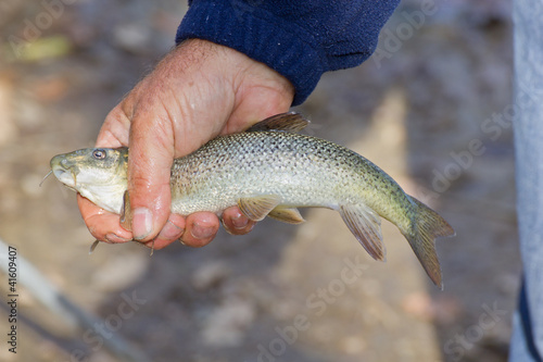Fototapeta Naklejka Na Ścianę i Meble -  Barbel fish in the hands of the fisherman.