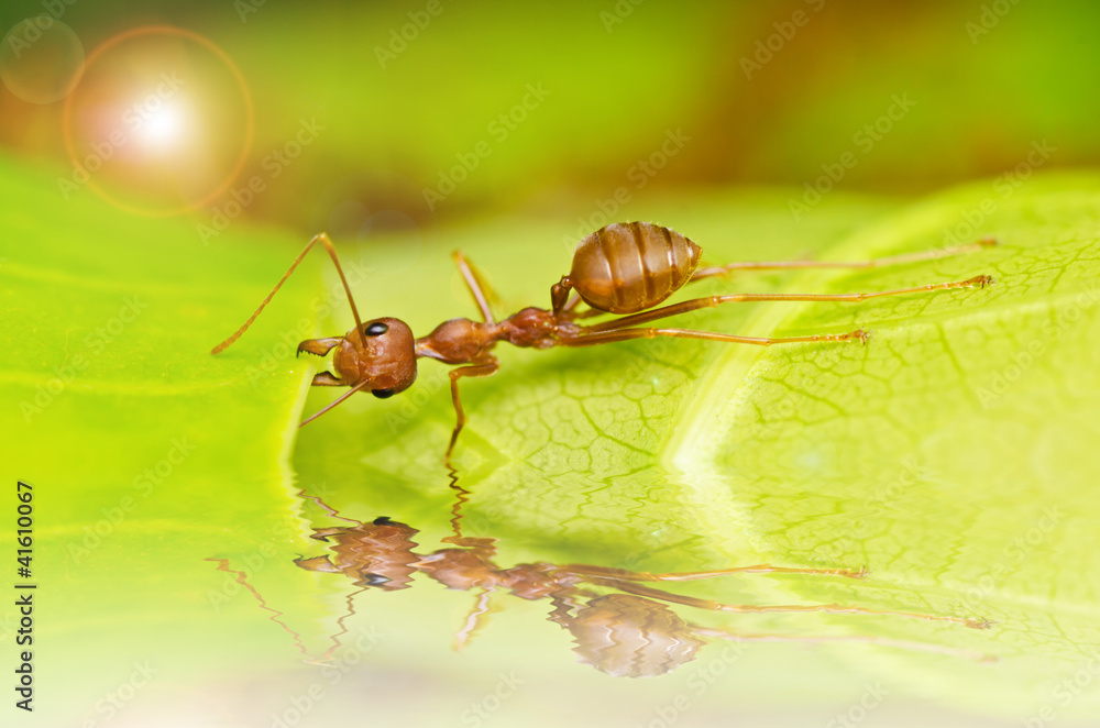 red ant powerful red ant powerful