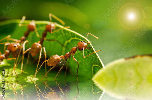 red ant team work © sweetcrisis