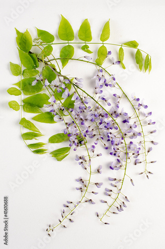 Obraz na plátně Wisteria floribunda / Glycine du Japon