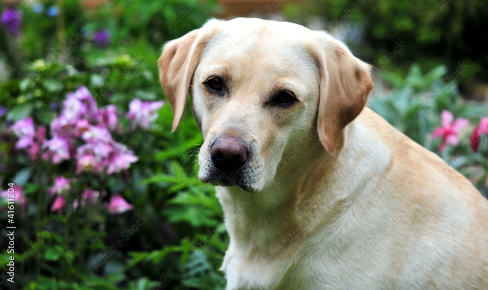 labrador in the garden