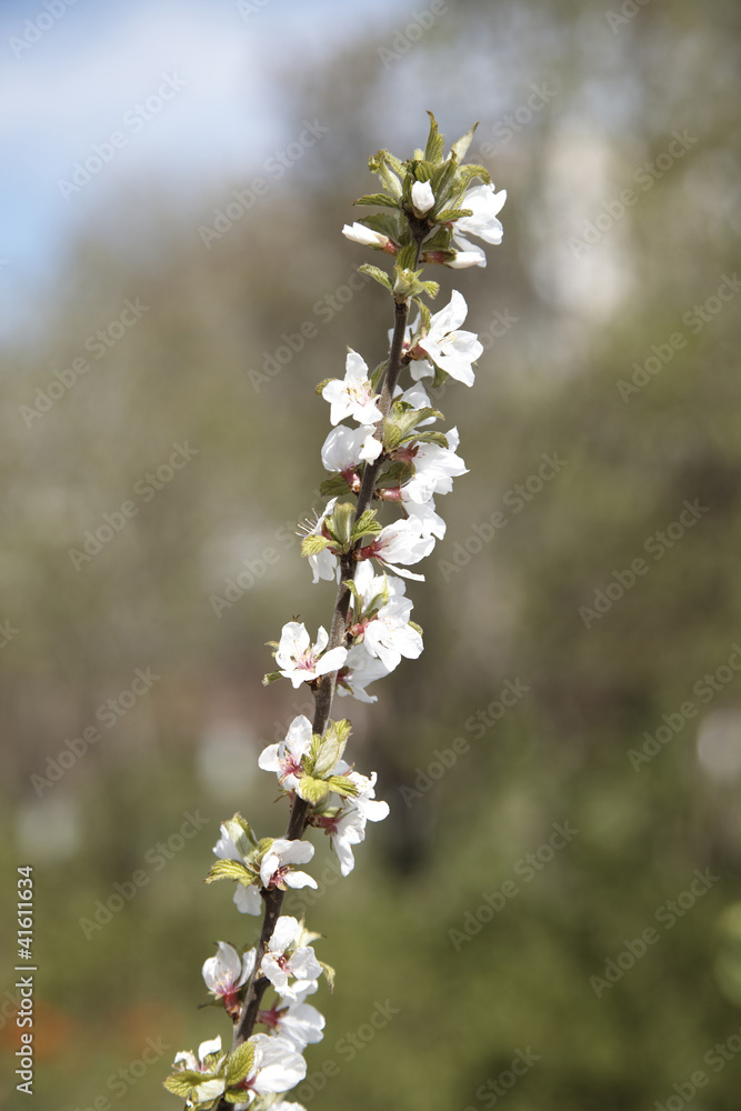 Spring blossom: Japanese cherry blossom branch on garden backgro Spring blossom: Japanese cherry blossom branch on garden backgro