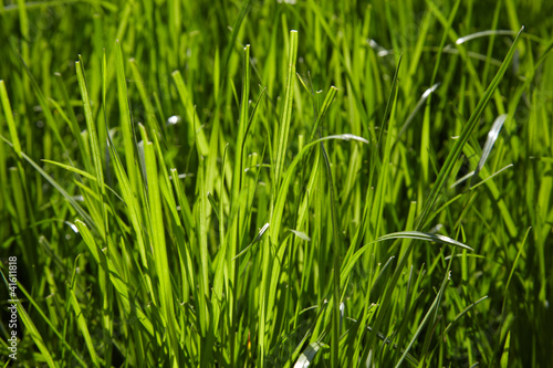 Fresh green spring grass