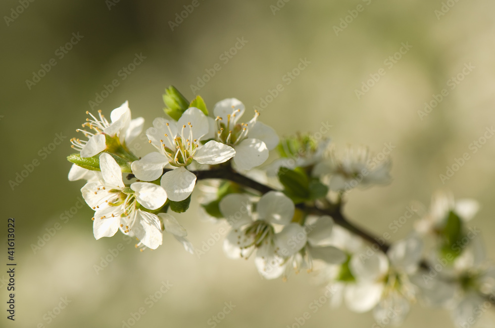 blackthorn flower