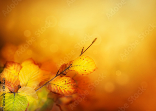 Autumn leaves
