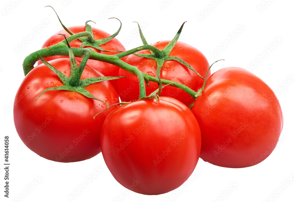 Closeup of tomatoes on the vine isolated on white Closeup of tomatoes on the vine isolated on white