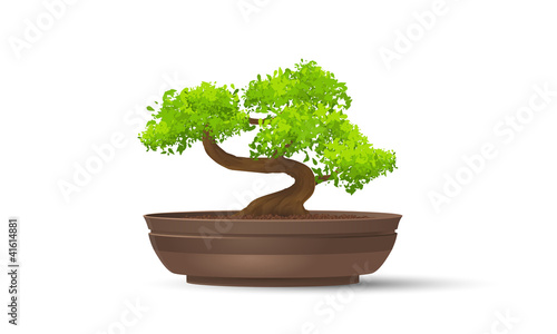 Bonsai tree in ceramic wase