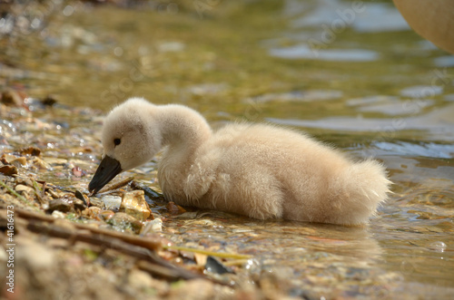 cygne