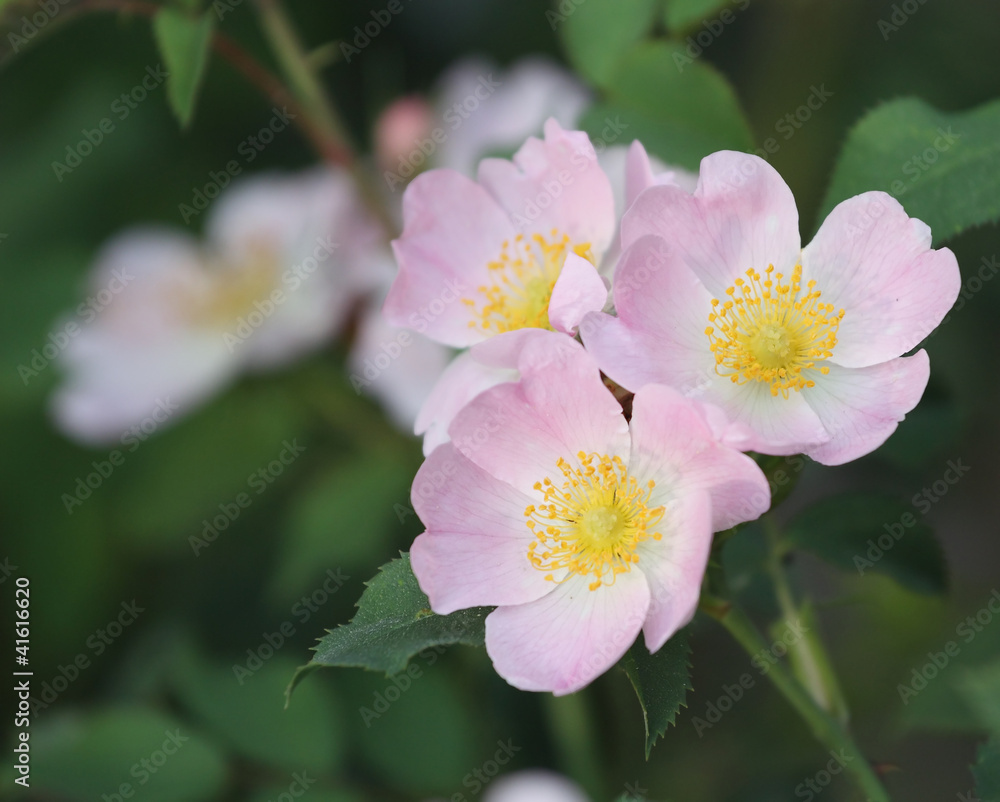 Obraz premium wild rose