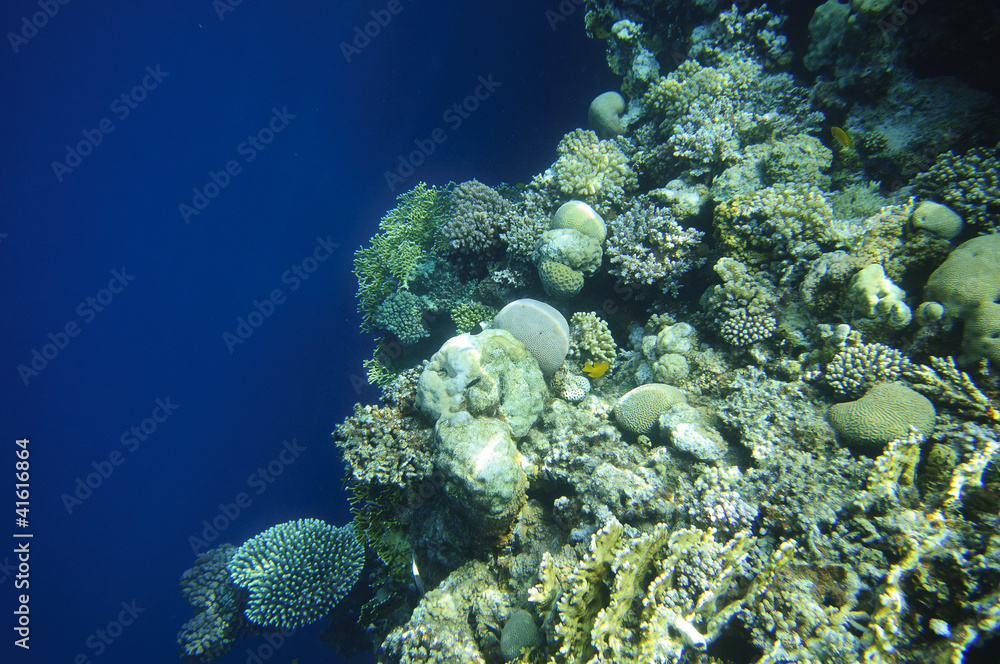 Diving in Egypt Diving in Egypt