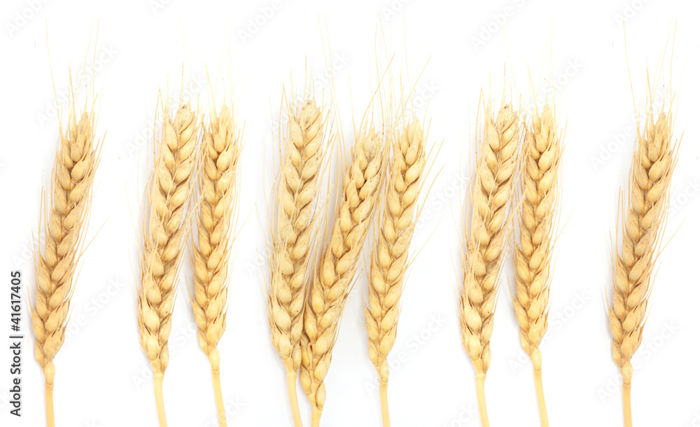 Wheat ears isolated on white Wheat ears isolated on white