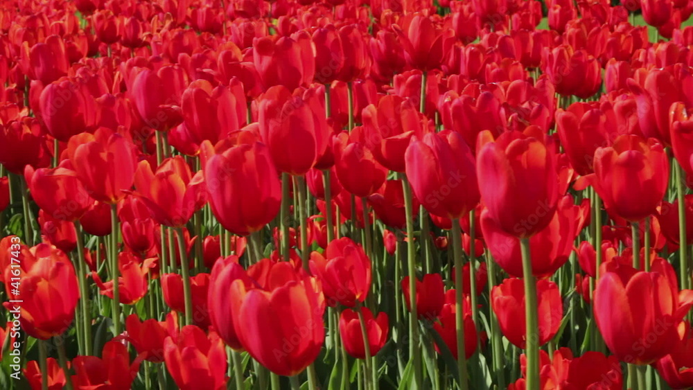 red tulips as background, camera moving red tulips as background, camera moving