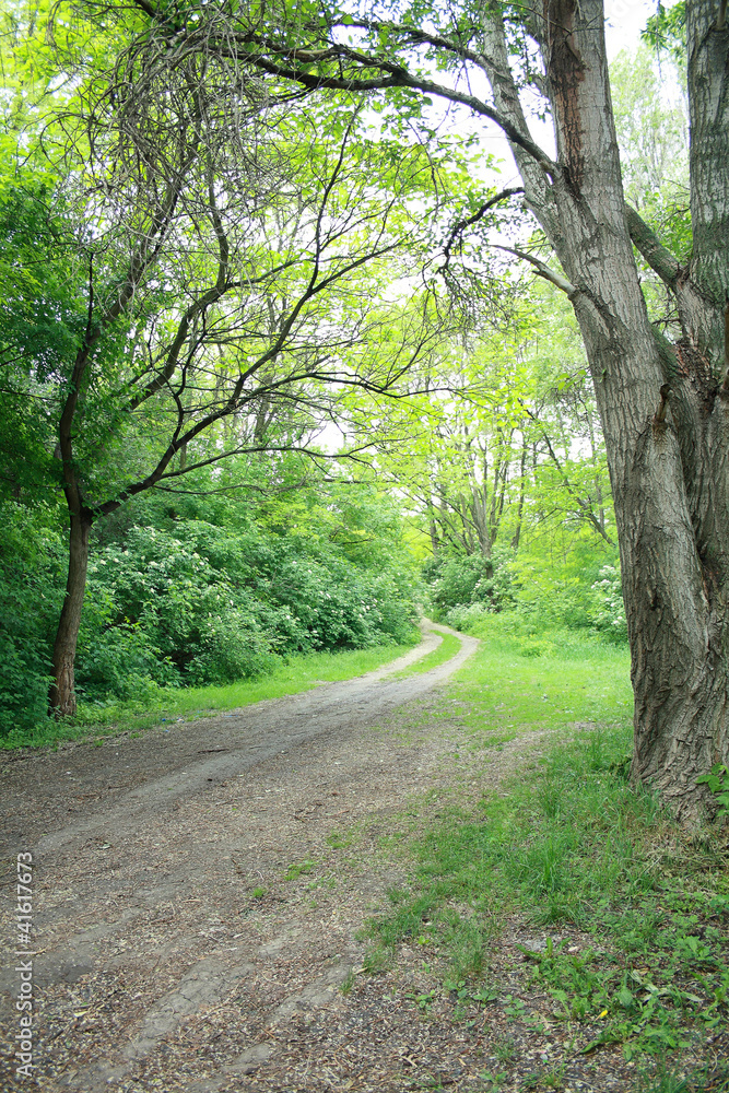 Forest road